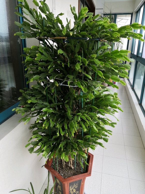 春天养蟹爪兰,避开"4个坑",叶片杠杠厚,开花满大盆