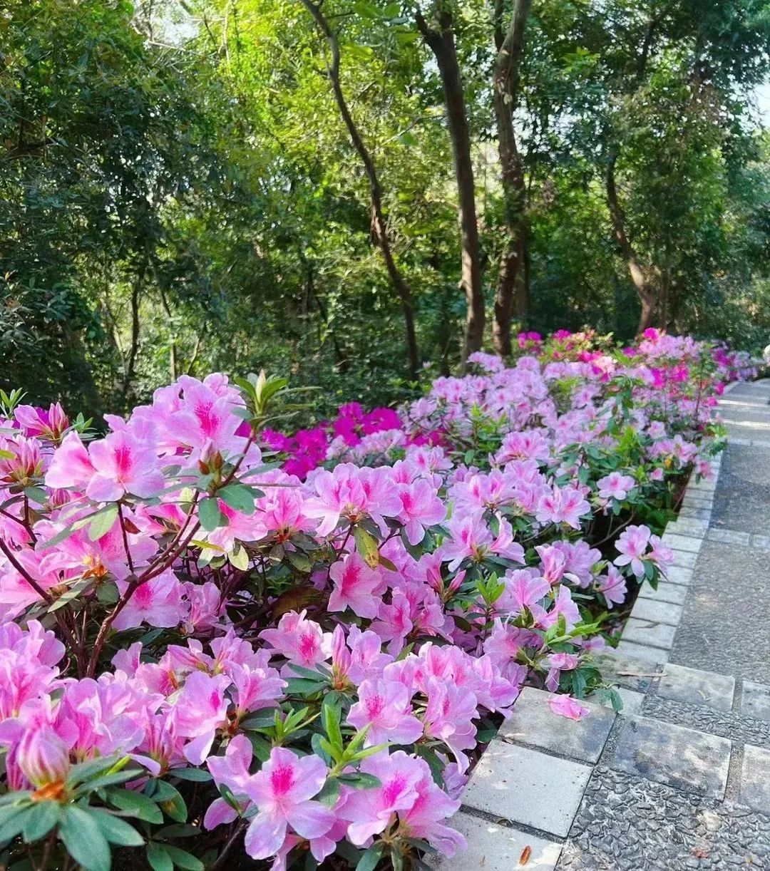 当春天遇上梦幻紫韶关这些限定花海真的太美啦一秒坠入浪漫