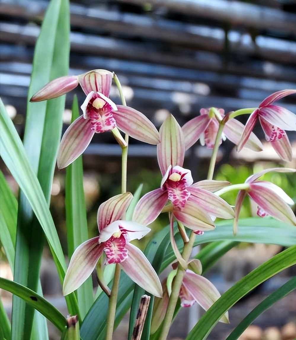 喜欢兰花试试这款紫霞仙女,价格便宜好养护,开花量大有格调
