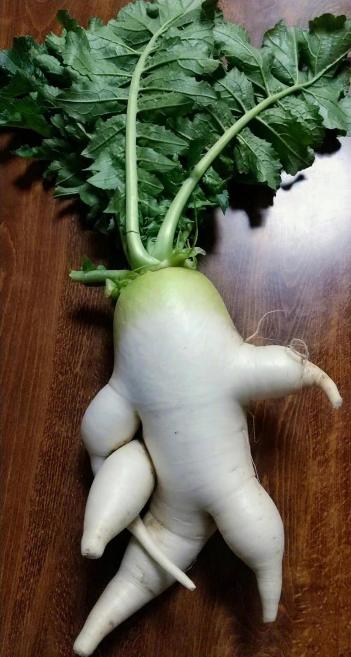 人参和萝卜,到底是冤家还是好朋友呢?