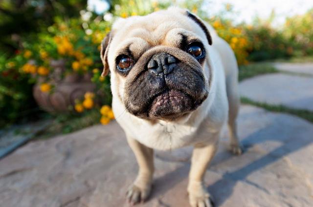 揭秘:六大"体臭狗",谁养谁崩溃