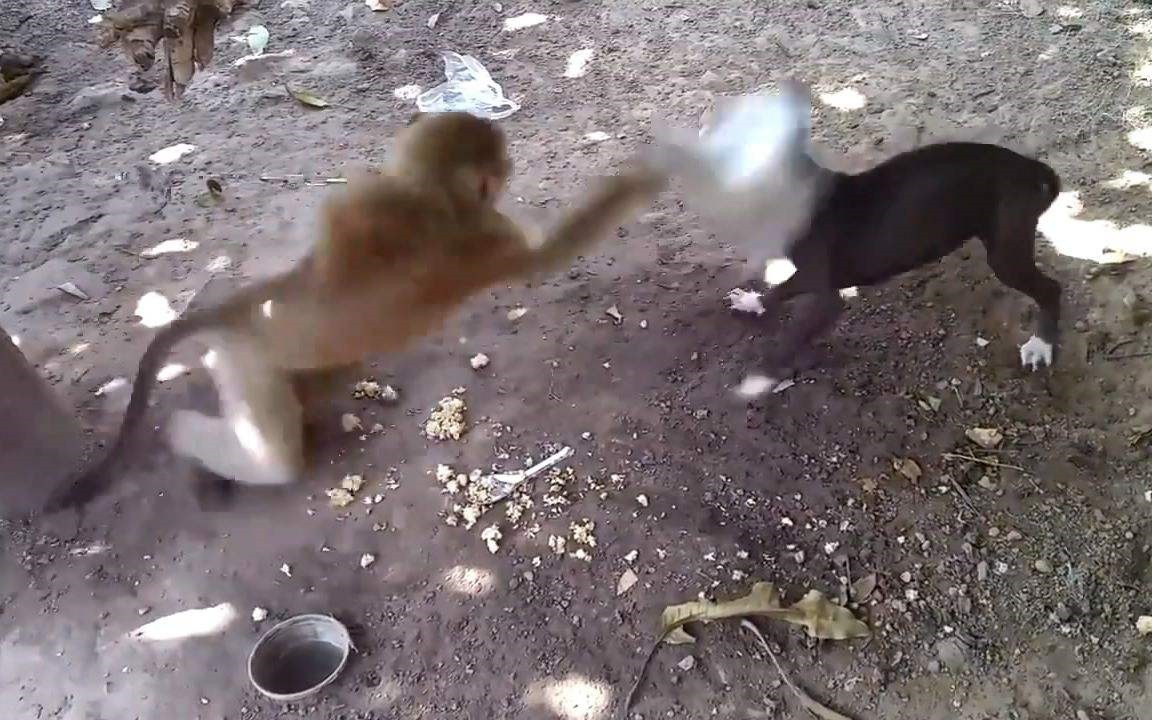 为报仇杀了全村250只狗,猴子为何如此记仇?被猴袭击怎么自救?