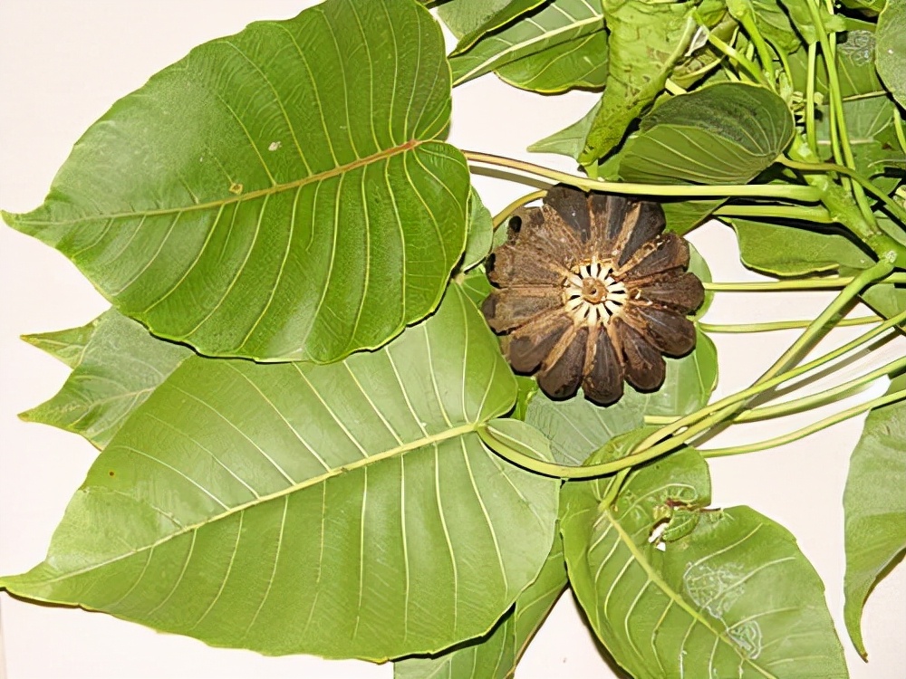 沙盒树究竟有多恐怖?果实爆炸相当于中型炸弹,毒液可致人类失明