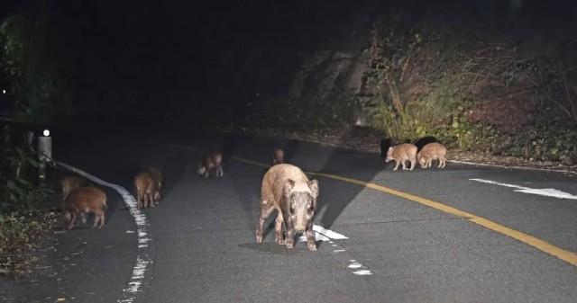 日本福岛出现放射性杂交野猪怎么回事 事件始末真相是怎样的
