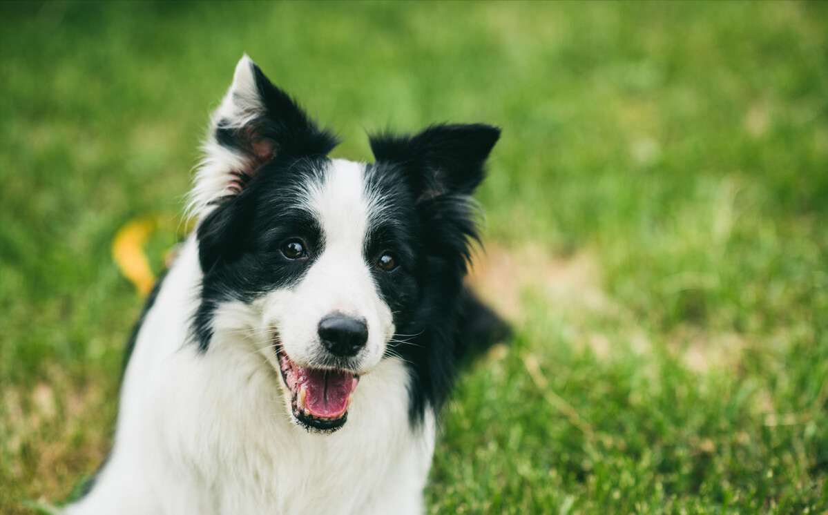 边牧能当警犬吗?告诉你六点 "真相"