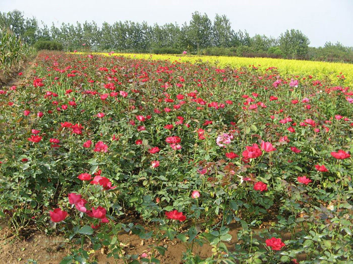 花友要养月季,掌握这几个栽培方法,月季开花多