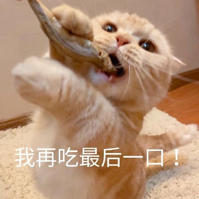 猫咪主动挨着你睡觉