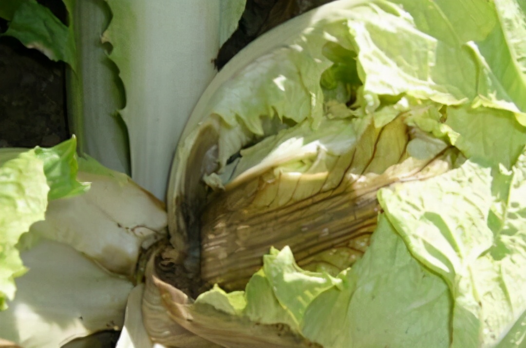 受到软腐病危害,大白菜烂到不能吃?综合防控能解决