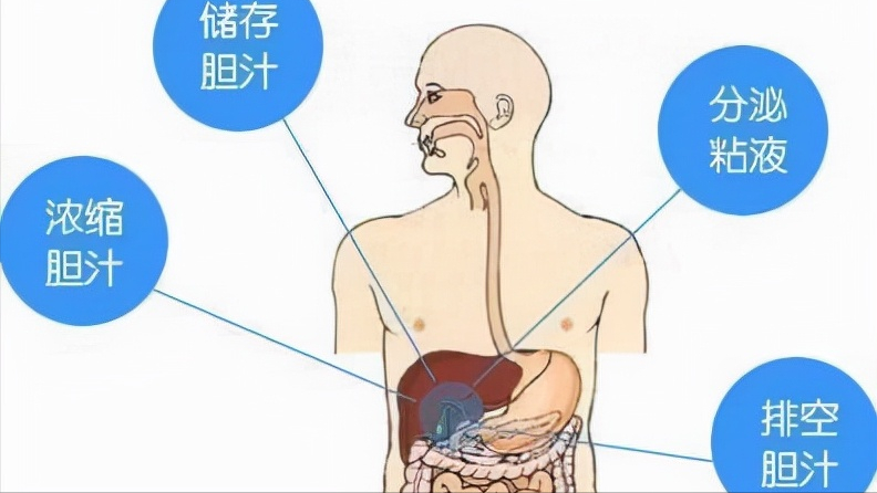 怀孕胆囊炎疼痛位置图图片