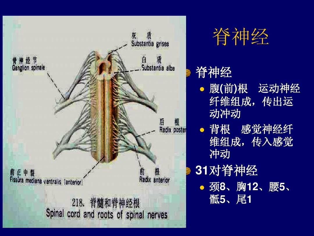 外伤性枢椎椎弓骨折是由颈部仰伸,暴力导致,临床表现有吞咽困难