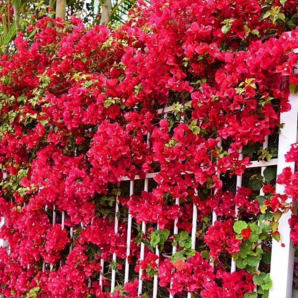 藤本类的巴西三角梅,不耗费你多余的时间,就能满足你的花墙愿望