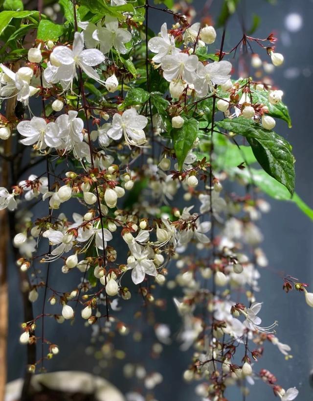 网红盆栽"垂丝茉莉"——花如群蝶飞舞,香气四溢怡人,适合新手