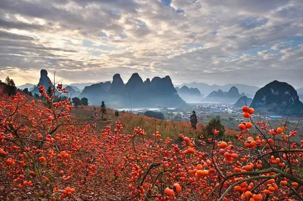 恭城月柿古民居/红岩村,竹江村乌桕滩红叶,兴坪渔火,翠平田园