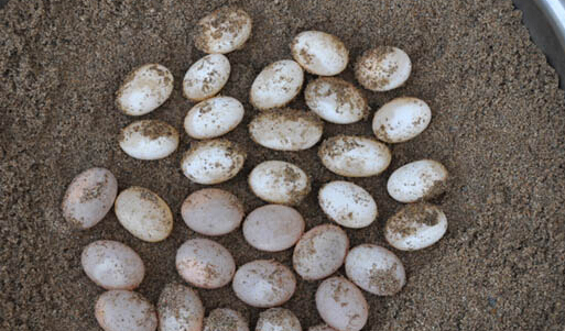 乌龟的蛋能吃吗?