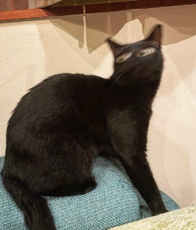 直男给黑猫拍照每一张都看不清是啥物种笑得我满地找头哈哈