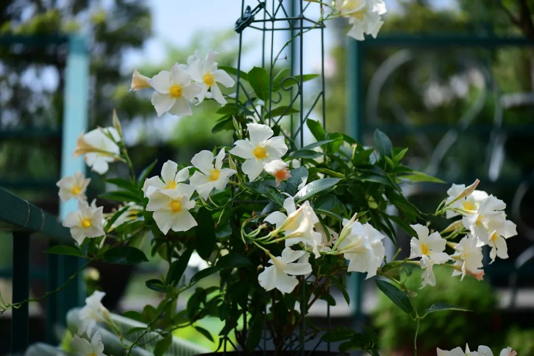 霸占c位的杏色飘香藤,种植笔记及详细攻略分享