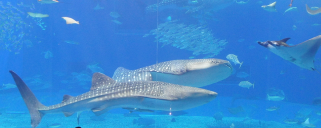 太原水族馆图片