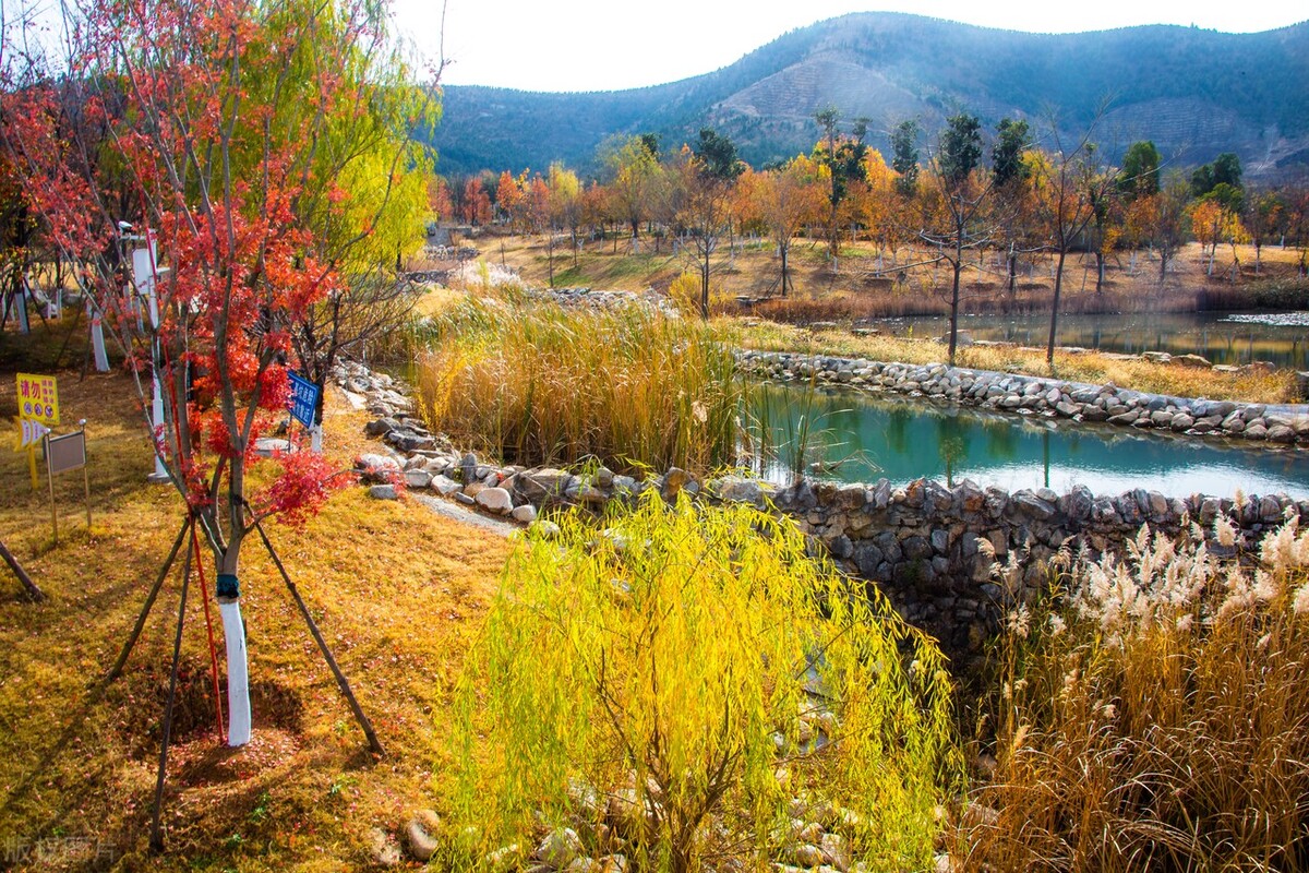 安徽省宿州市的萧县植物园以其冬季的独特景色吸引着无数游客