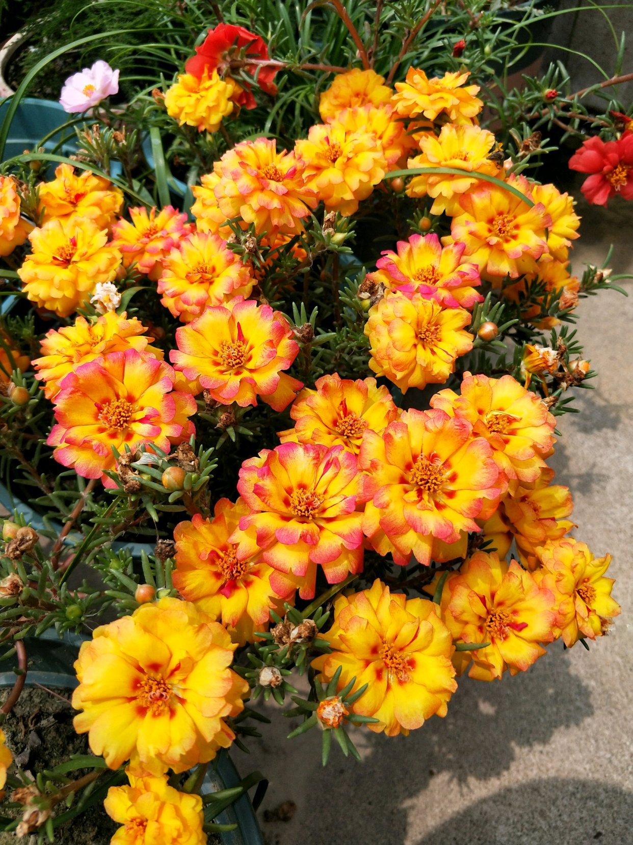 阳台盆栽佳物—重瓣太阳花"火焰"系列,好看又好养,灿烂一整夏