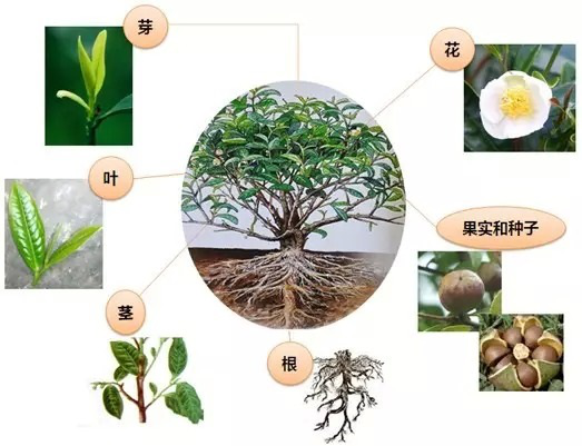 「茶道英语」茶树的生理结构anatomy of a tea plant