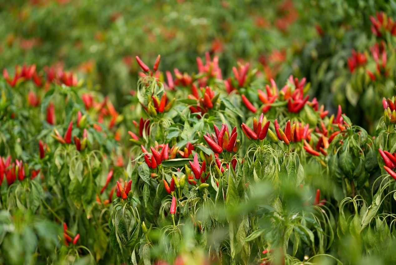 "中国辣椒之都"柘城首次登陆"多多丰收馆",拼多多助力当地椒农丰产