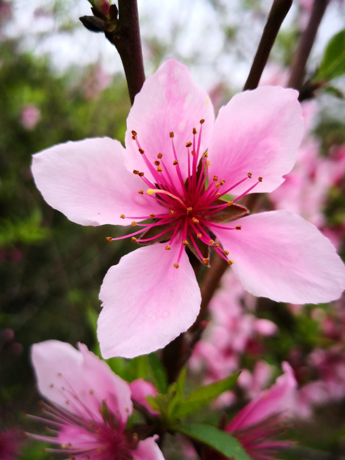 一抹春色染江南——桃花