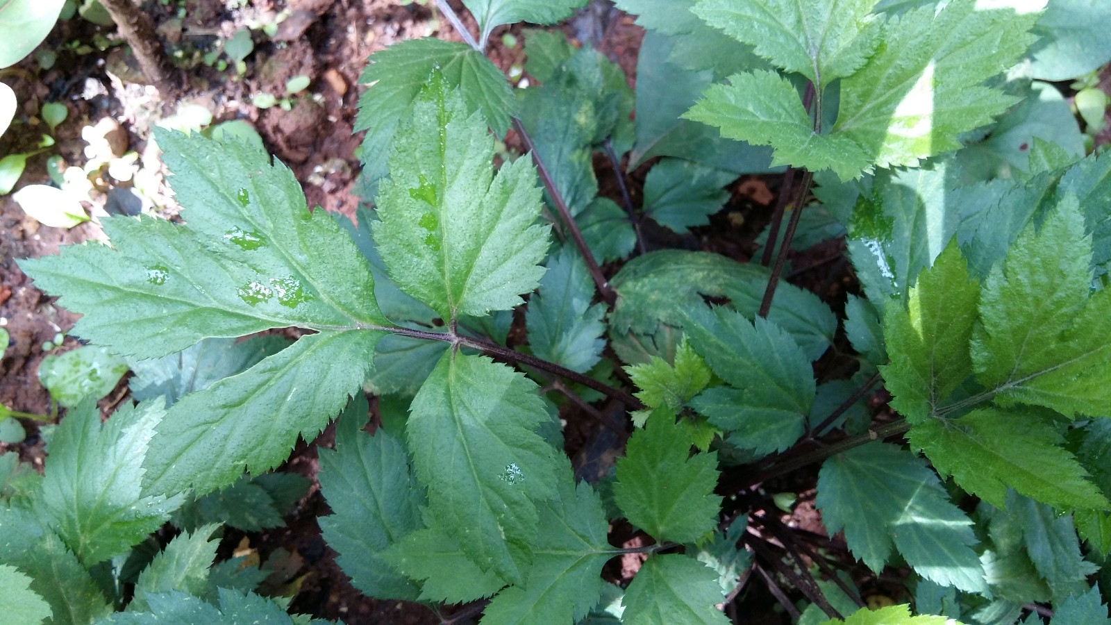 农村长得像芹菜的野草,名叫鸭儿芹,野芹菜,鸭脚板,有什么价值