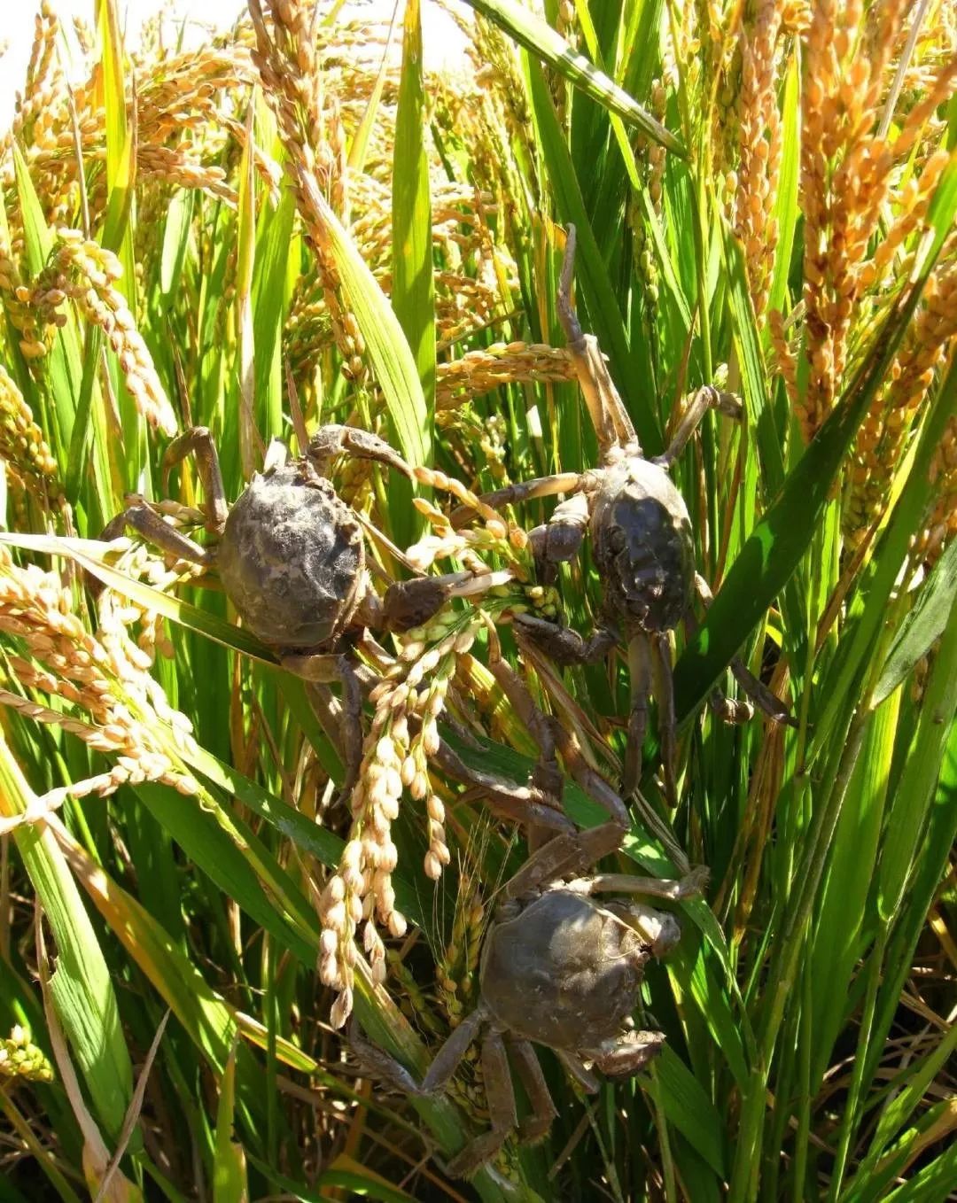 我们这旮沓的秋天