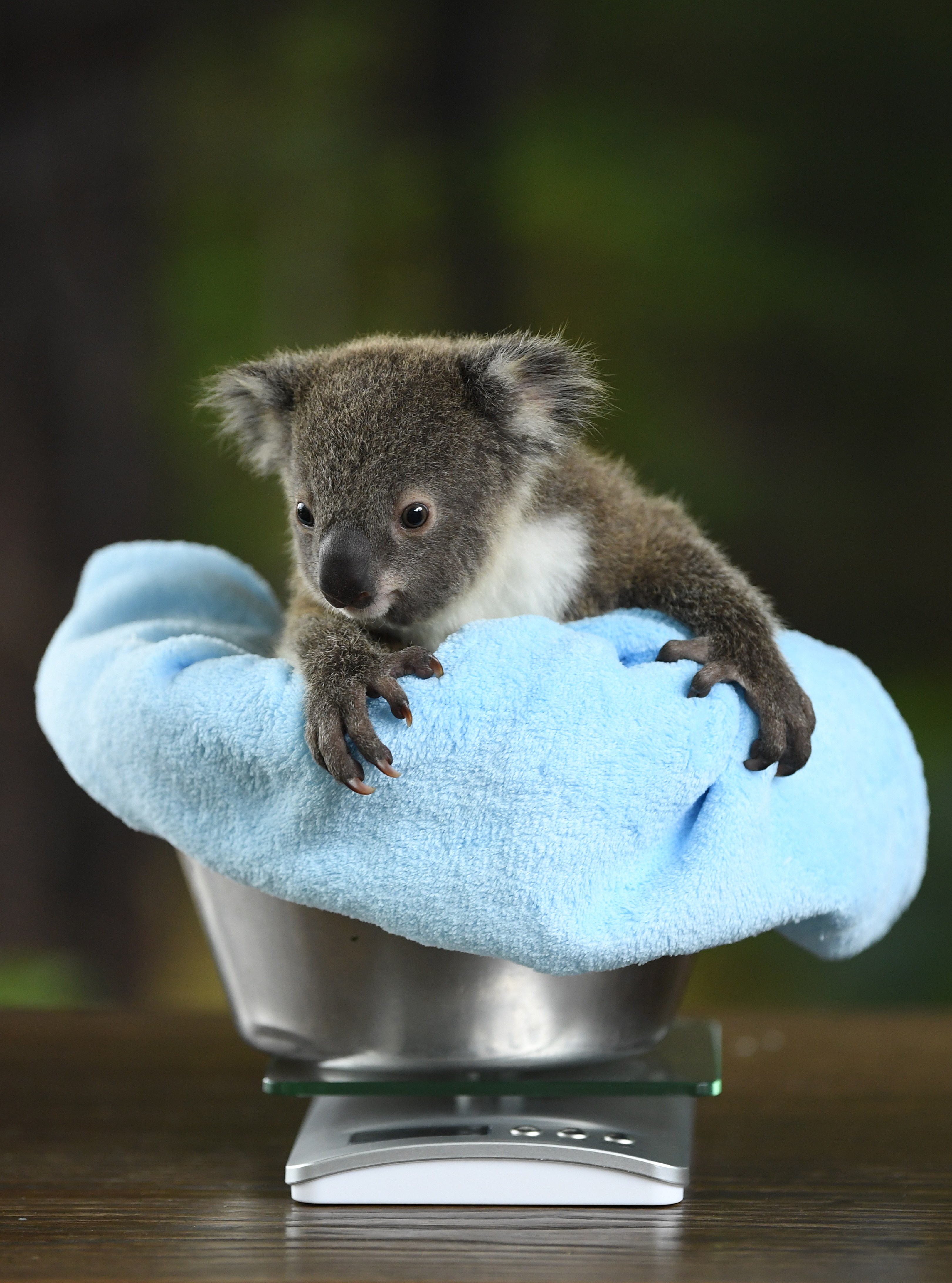 悉尼野生动物园的考拉(2)