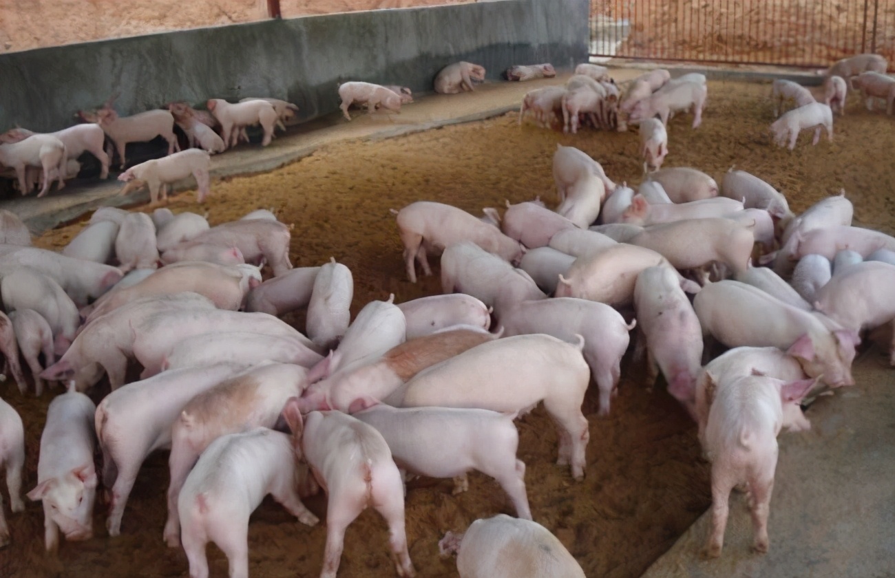 买猪仔多少钱一只 - 2020年最新商品信息聚合专区 - 百度爱采购