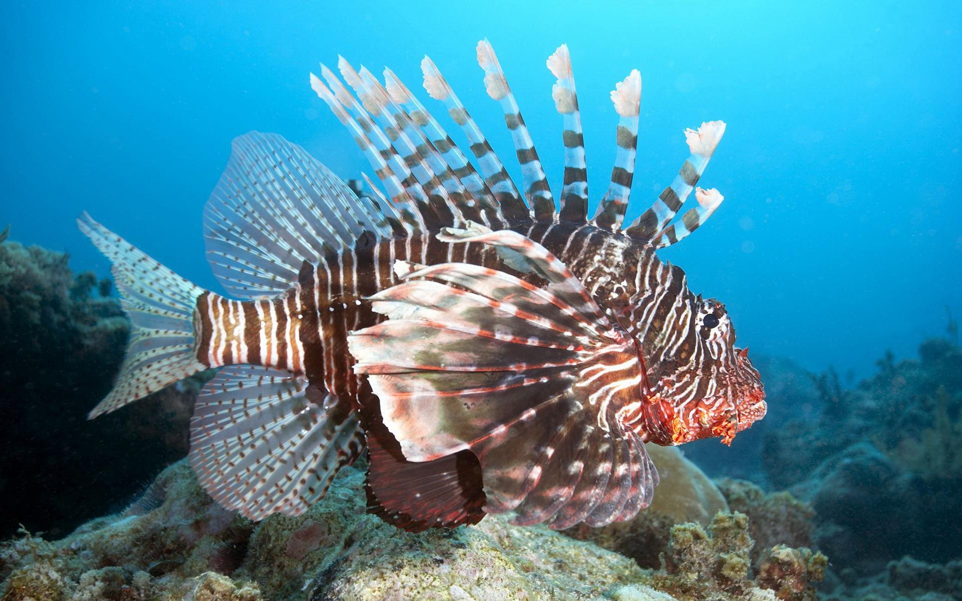 黑叉齿鱼:自然界恐怖的吞食者,能吞下比自身重10倍的猎物
