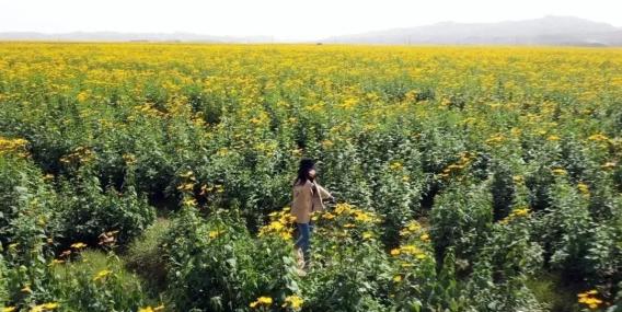 平川的这个网红打卡地,你一定不能错过!