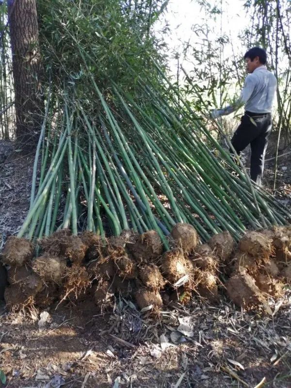 红叶石楠小苗 竹子