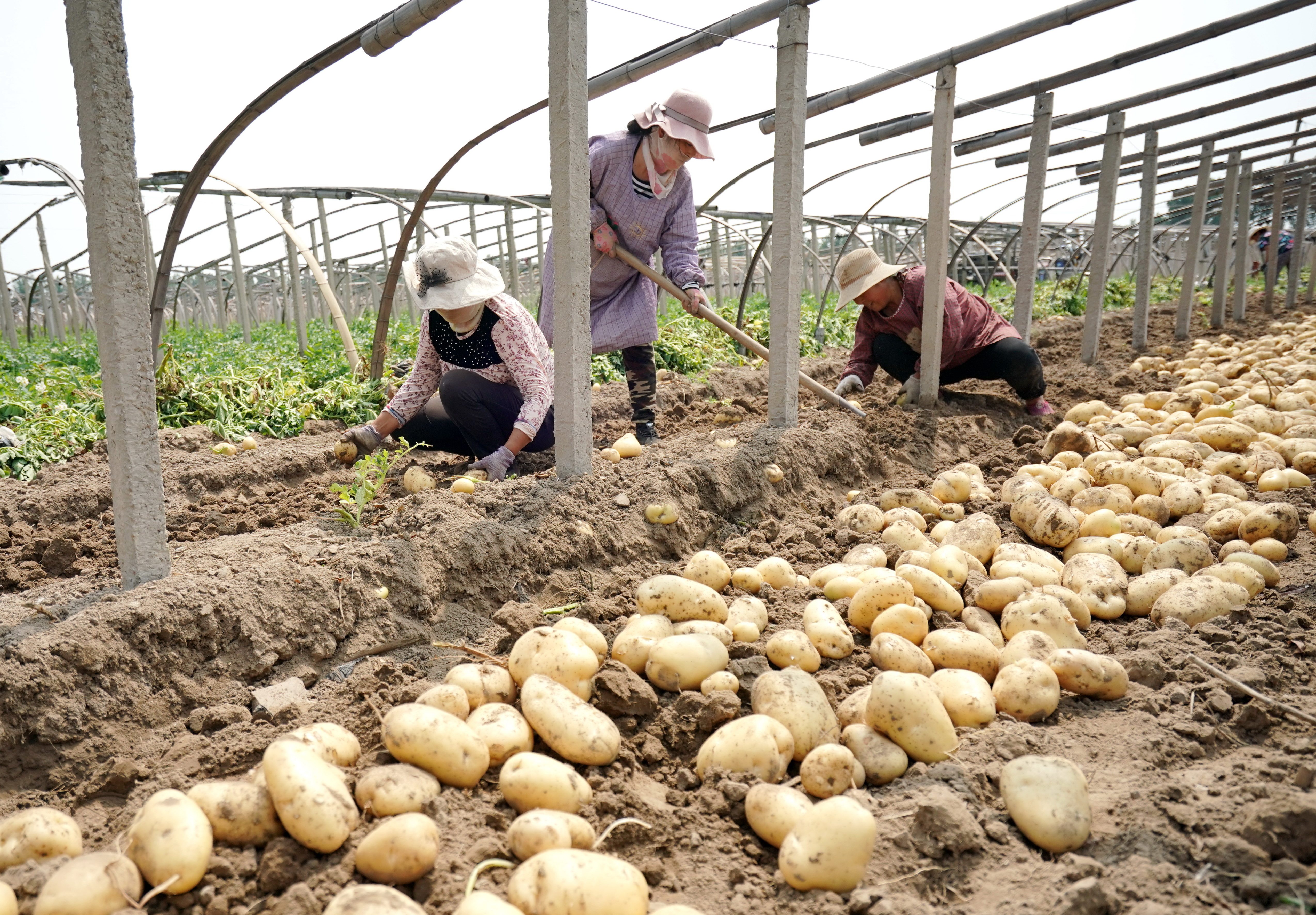 河北昌黎:马铃薯种植促增收