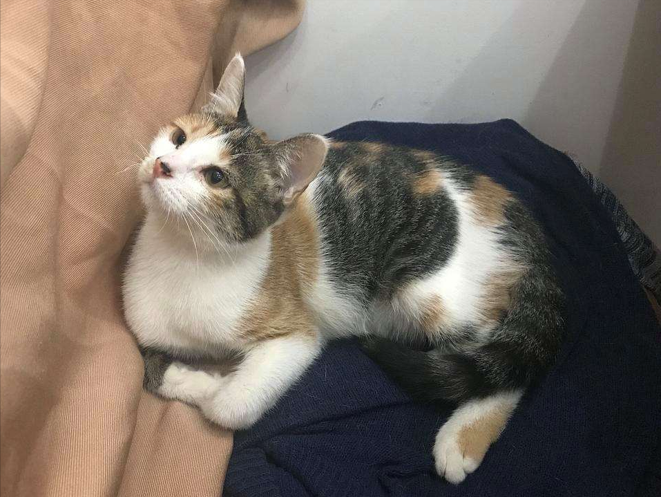 田园三花猫,果真是"宝藏猫咪",养过的人都说好!