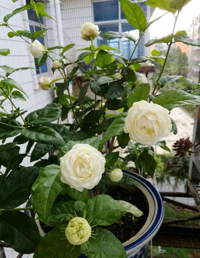 虎头茉莉,精致的盆栽茉莉花,花大美丽,芬芳馥郁,不受季节影响