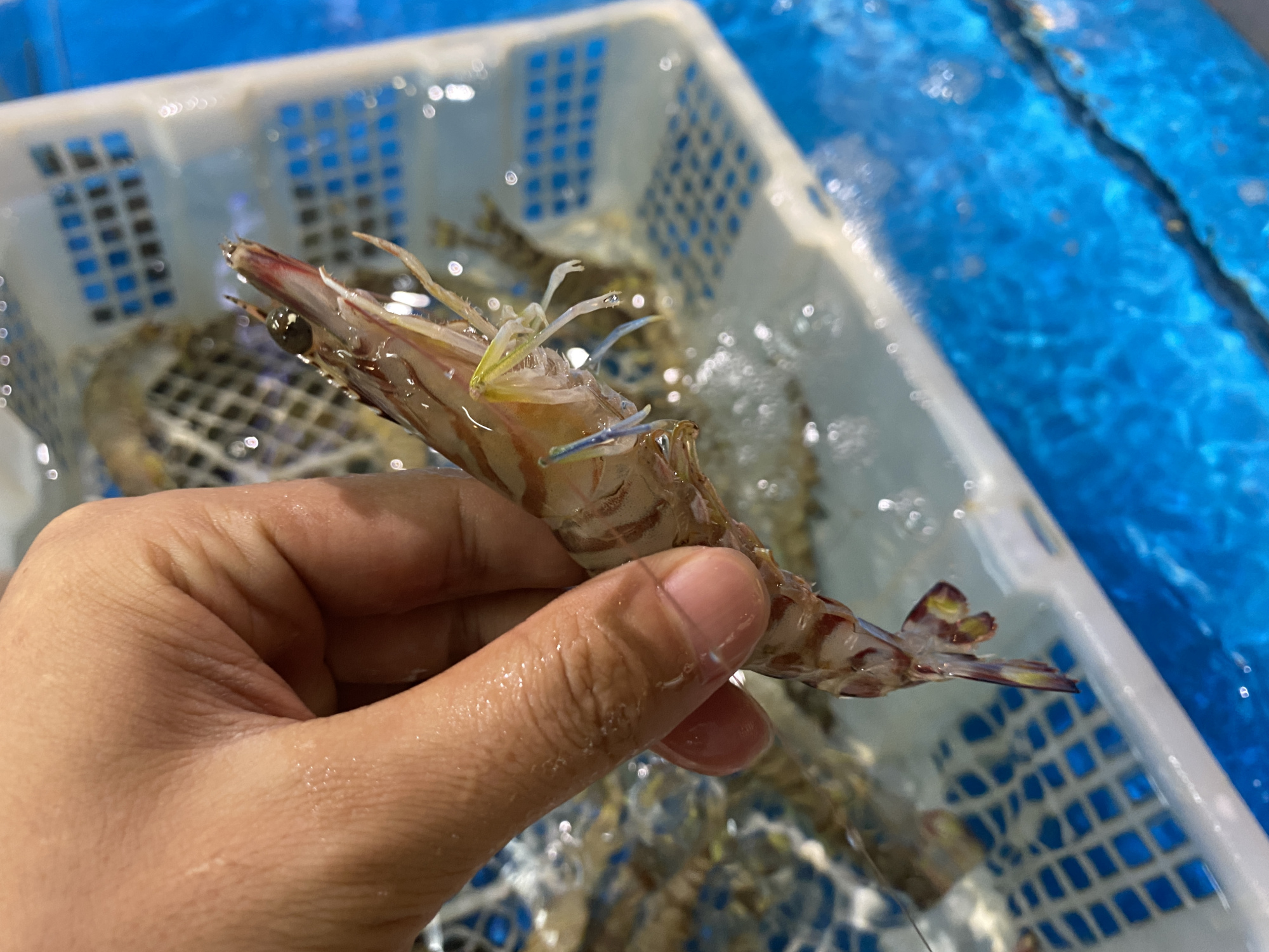 买虾避开这5种"问题虾",牢记3个辨别方法,泡药水的虾别买