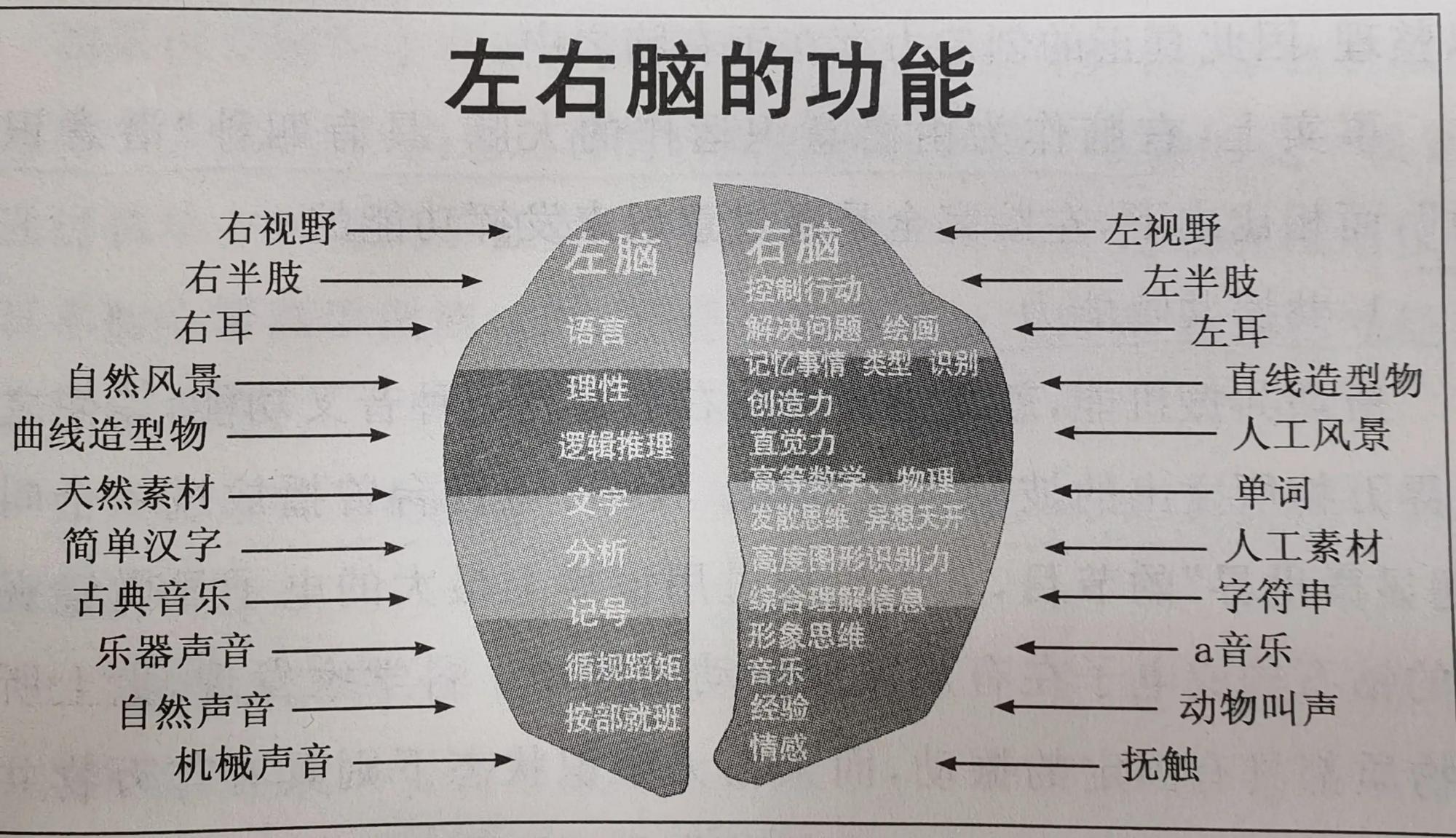 层处,靠图像运转学习回路,用以吸收和输出信息,即用图像记忆,是直觉