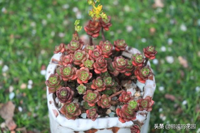 「火焰景天」雀丽红色系多肉植物小型种易群生