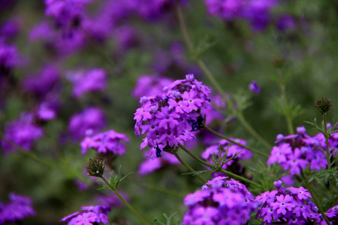 盘点常见的高贵,典雅,神秘,浪漫的50种紫色花卉
