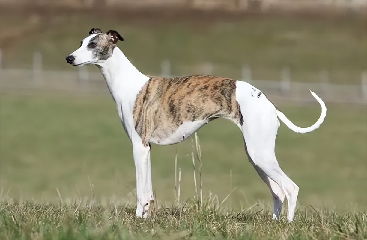 大名鼎鼎的二郎神哮天犬的原型——惠比特犬!