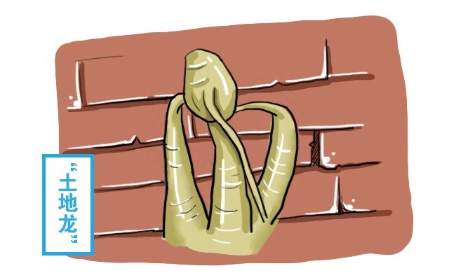 2009年,北京一老坟里挖出“土地龙”,风水大师:等着飞黄腾达吧