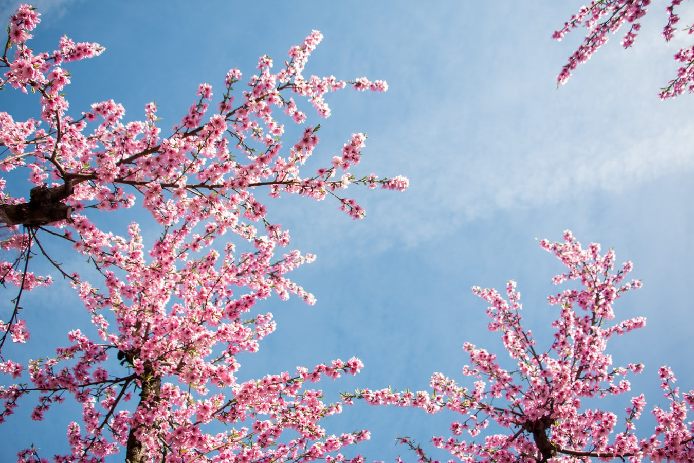 2021北京赏桃花攻略~快来接"桃花!市区京郊都有,地点任你选