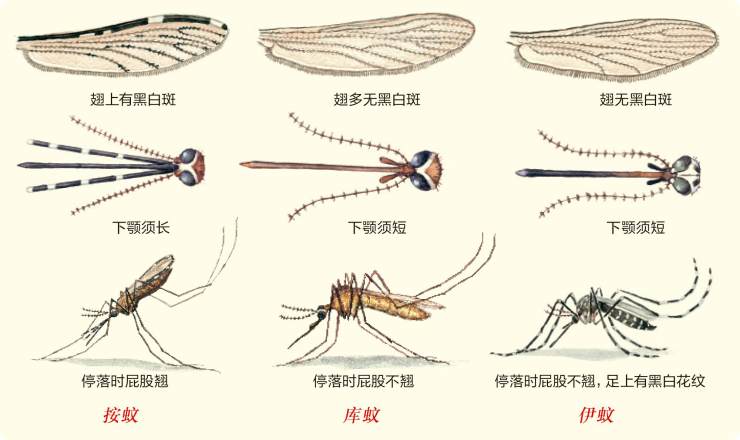 蚊子最大的天敌,居然不是蚊香?别不信,5分钟不到蚊子"逃光光"