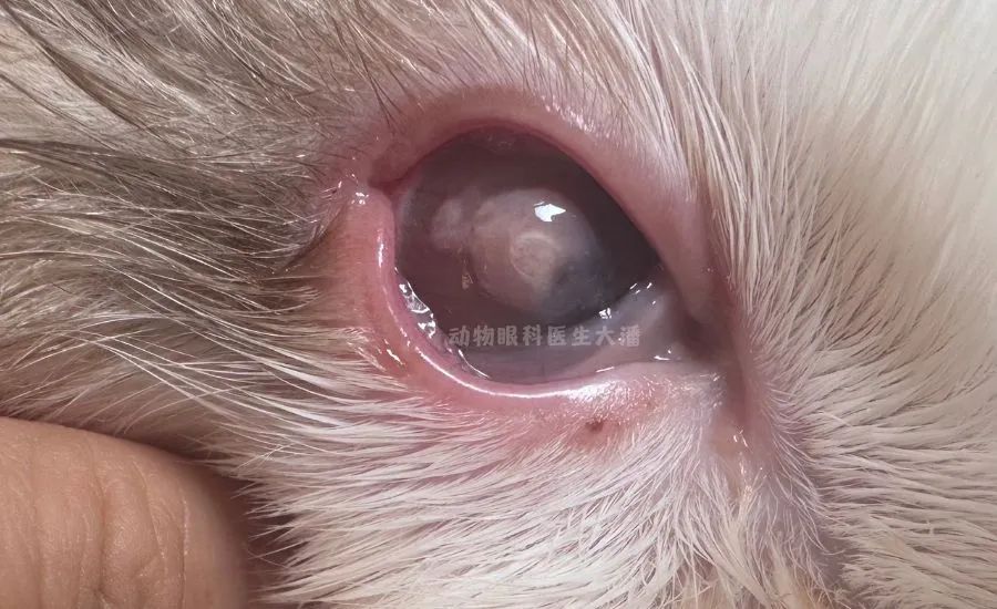 (成都病例)猫咪眼睛角膜有白色絮状物,猫角膜炎滴药治疗痊愈