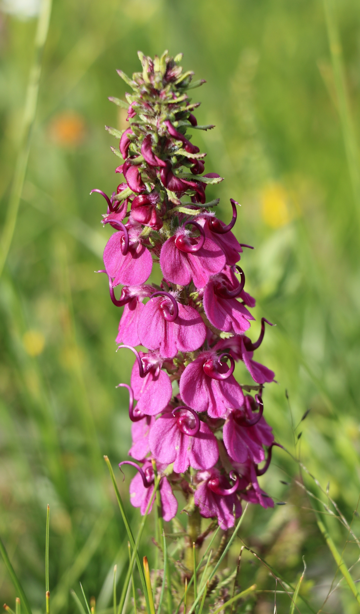 马先蒿:一种美丽的寄生植物