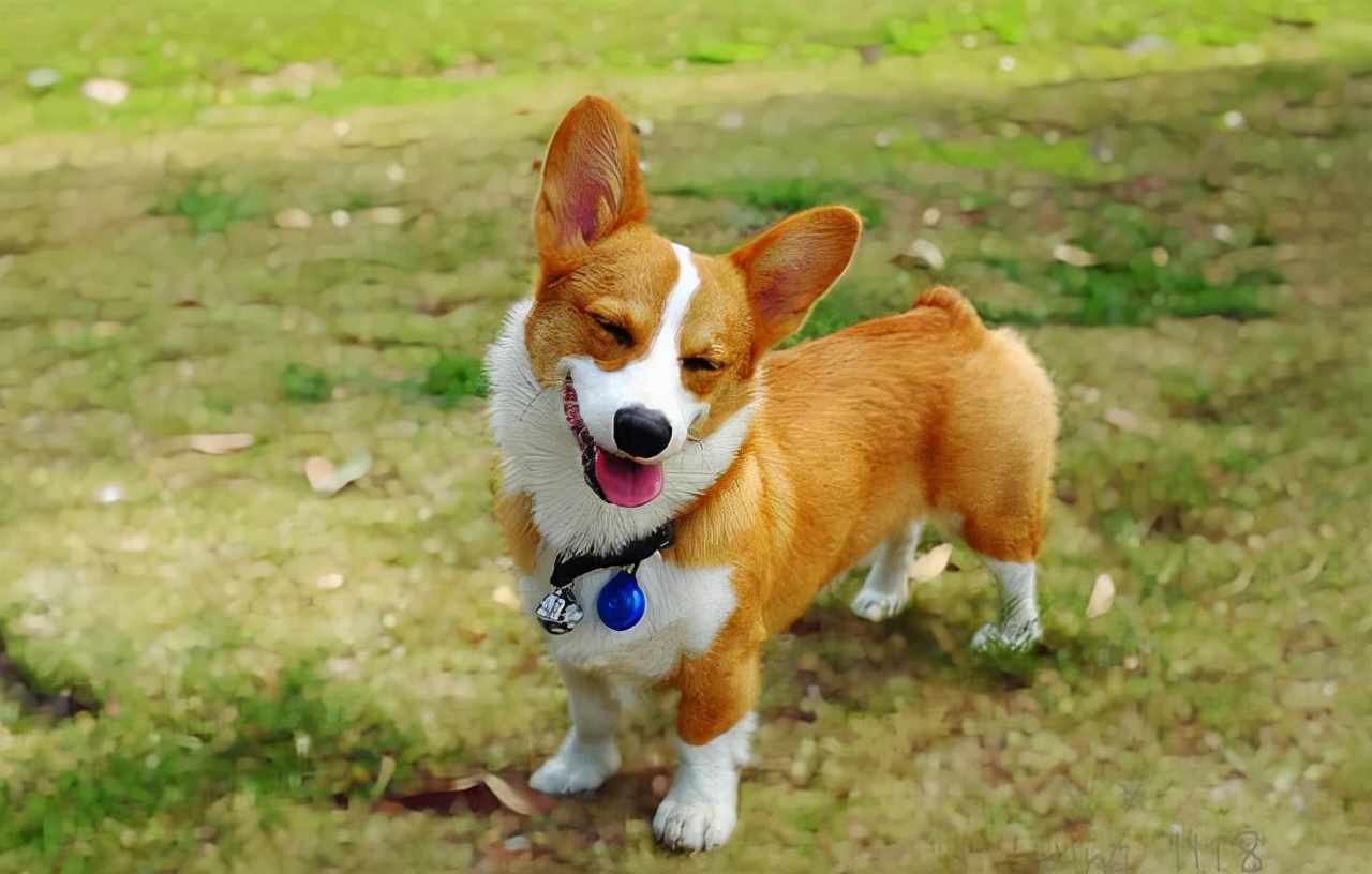 柯基犬图片大全壁纸图片