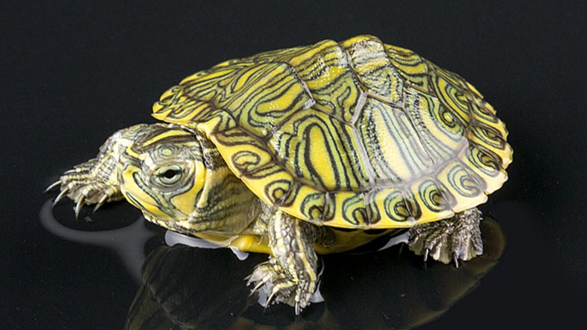 黄耳龟和巴西龟区别是什么?这三个区别你知道吗?