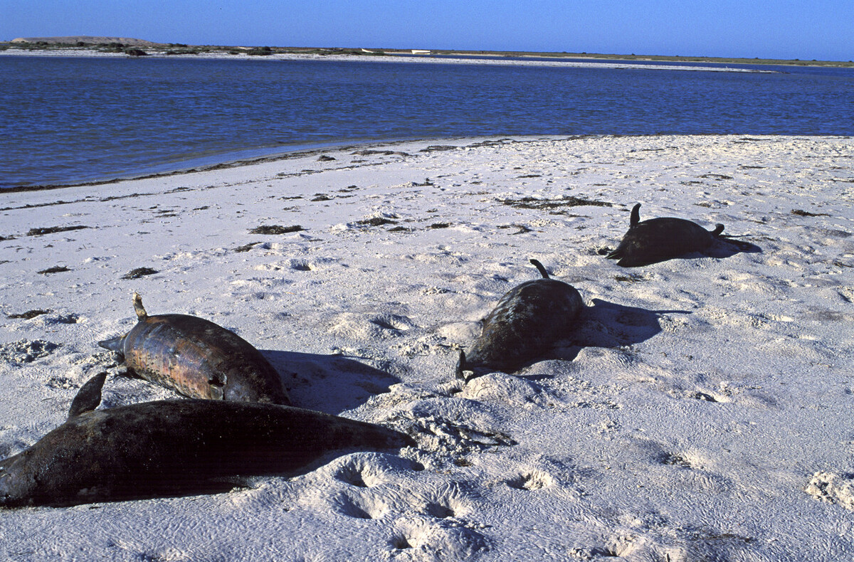 福建渔民发现6只海豚搁浅,为什么它们老是搁浅?3个原因导致