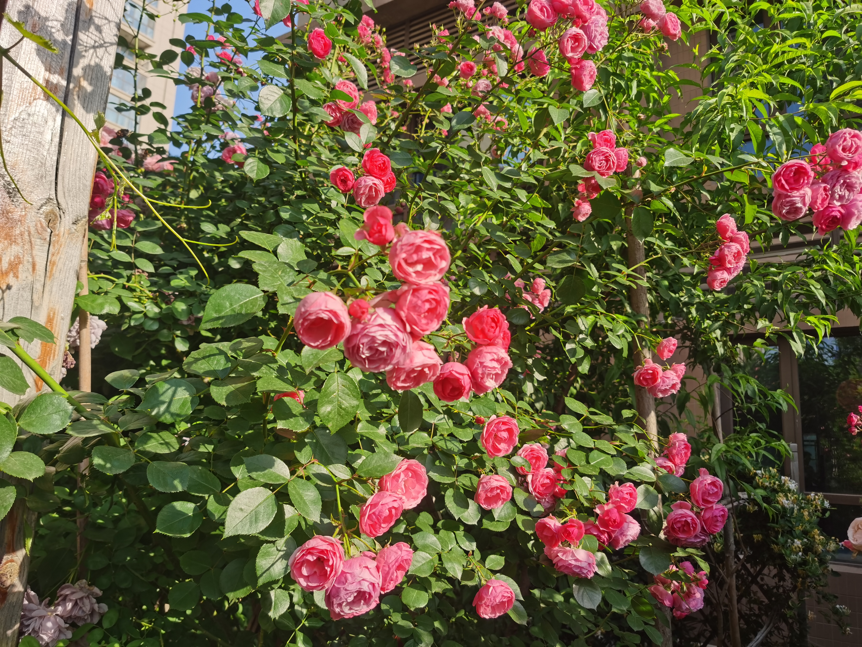 花期超长的艾拉绒球月季特点